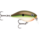 Green Gizzard Shad