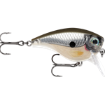 Pearl Grey Shiner